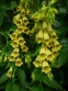 Наперстянка крупноцветковая (Digitalis grandiflora) - 1