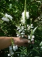 Физостегия виргинская белая (Physostegia virginiana f. Alba) - 1