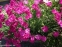 Гвоздика сизая "Неон Стар" (Dianthus gratianopolitanus "Neon Star") - 4