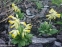 Первоцвет крупночашечный (Primula macrocalyx Bunge) - 6