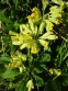 Первоцвет крупночашечный (Primula macrocalyx Bunge) - 5