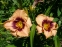 Лилейник "Авесом Блоссом" (Hemerocallis "Awesome Blossom") - 1