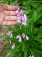 Гиацинтоид испанский "Пинк" (Hyacinthoides hispanica "Pink") - 2