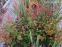 Горец стеблеобъемлющий "Файртейл" (Persicaria amplexicaule "Firetail") - 6