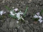 Пролеска двулистная "Розеа" (Scilla bifolia "Rosea") - 1