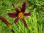 Лилейник "Блэк Принц" (Hemerocallis "Black Prince") - 2