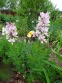 Ясенец белый вариант пурпурный (Dictamnus albus var. purpureus) - 4