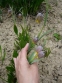 Рябчик ува вульпис (Fritillaria uva vulpis) - 3