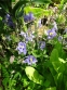 Аквилегия обыкновенная "Винки Ирли Скай Блу" (Aquilegia vulgaris "Winky Early Sky Blue") - 2