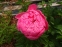 Пион "Тропикана" (Paeonia "Tropicana") - 8