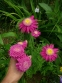 Пиретрум розовый гибрид "Ванесса" (Pyrethrum roseum hybridum "Vanessa") - 2