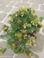 Дубровник горный (Teucrium montanum) - 3