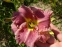 Лилейник "Романтик Роуз" (Hemerocallis "Romantic Rose") - 1