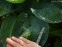 Хоста "Абиква Дринкинг Гоурд" (Hosta "Abiqua Drinking Gourd") - 4