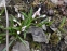 Пролеска двулистная "Розеа" (Scilla bifolia "Rosea") - 5