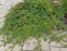 Лапчатка индийская (Potentilla indica) - 3