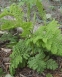Пижма обыкновенная "Криспа" (Tanacetum vulgare "Crispa") - 1