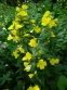 Энотера четырехугольная (Oenothera fruticosa subsp. glauca) - 1
