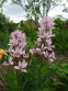 Ясенец белый вариант пурпурный (Dictamnus albus var. purpureus) - 1