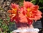 Лилейник "Конго Коралл" (Hemerocallis "Congo Coral") - 1