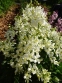 Ясенец белый (Dictamnus albus) - 1