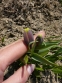 Рябчик ува вульпис (Fritillaria uva vulpis) - 4
