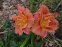 Лилейник "Конго Коралл" (Hemerocallis "Congo Coral") - 2