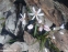 Пролеска двулистная "Розеа" (Scilla bifolia "Rosea") - 6