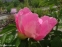 Пион "Пинк Баблс" (Paeonia "Pink Bubbles") - 2