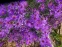 Астра новобельгийская "Пурпл Доум" (Aster (Symphyotrichum) novae-angliae "Purple Dome") - 1