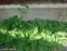 Пупочник весенний (Omphalodes verna) - 2