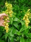 Наперстянка крупноцветковая (Digitalis grandiflora) - 3