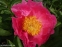 Пион "Пинк Баблс" (Paeonia "Pink Bubbles") - 9