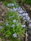 Флокс растопыренный голубой (Phlox divaricata blue) - 1