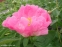 Пион "Пинк Баблс" (Paeonia "Pink Bubbles") - 8