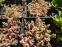 Очиток густолистный "Опелайн" (Sedum dasyphyllum "Opaline") - 1