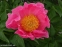 Пион "Пинк Баблс" (Paeonia "Pink Bubbles") - 3