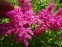Лабазник пурпурный "Элеганс" (Filipendula x purpurea "Elegans") - 2