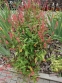 Горец стеблеобъемлющий "Файртейл" (Persicaria amplexicaule "Firetail") - 7