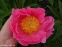 Пион "Пинк Баблс" (Paeonia "Pink Bubbles") - 7