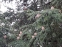 Кедр ливанский (Cedrus libani) - 2