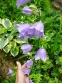 Дзвоники персиколисті (Campanula persicifolia) - 3