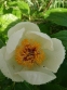 Півонія Віттмана (Paeonia wittmanniana) - 9