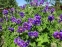 Герань чудова "Роземор" (Geranium x magnificum "Rosemoor") - 3