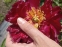 Півонія "Лі" (Paeonia "Lee") - 5