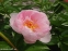 Півонія "Пінк Вангард" (Paeonia "Pink Vanguard") - 4