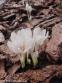 Пізньоцвіт осінній "Альба" (Colchicum autumnal "Alba") - 5