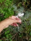 Полин холодний (Artemisia frigida Willd.) - 4