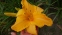 Лілійник "Рафлд Апрікот" (Hemerocallis "Ruffled Apricot") - 1