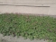 Герань великокореневищна, або Журавець великокореневищний (Geranium macrorrhizum) - 2